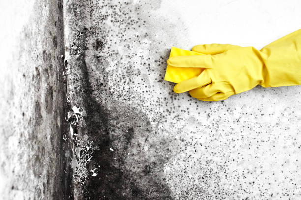 Best Post-Construction Mold Inspection  in Altamont, KS