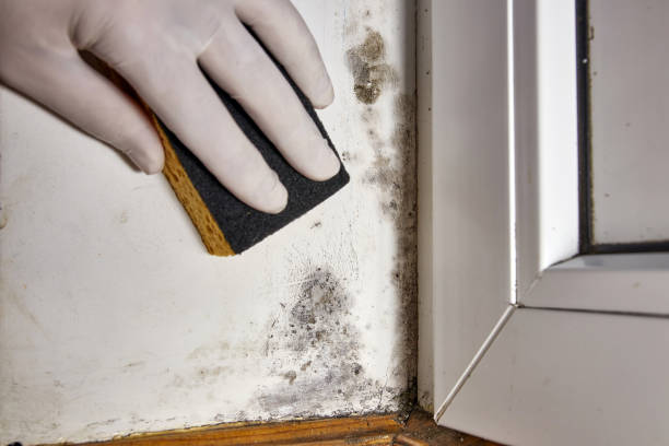 Best Comprehensive Air Testing for Mold Contaminants  in Altamont, KS